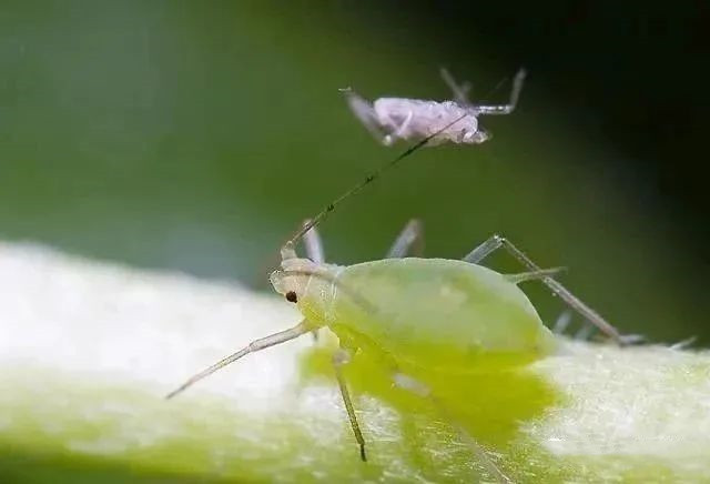 警惕！春天這些病蟲害很容易發(fā)生